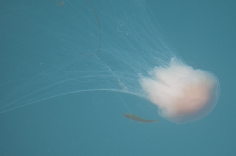 34 Jellyfish 3.jpg - Meduusa jota pikkufisu kavi ihmettelemassa